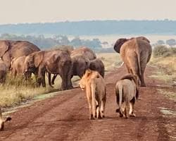 Kenya + Tanzania Premium Safari